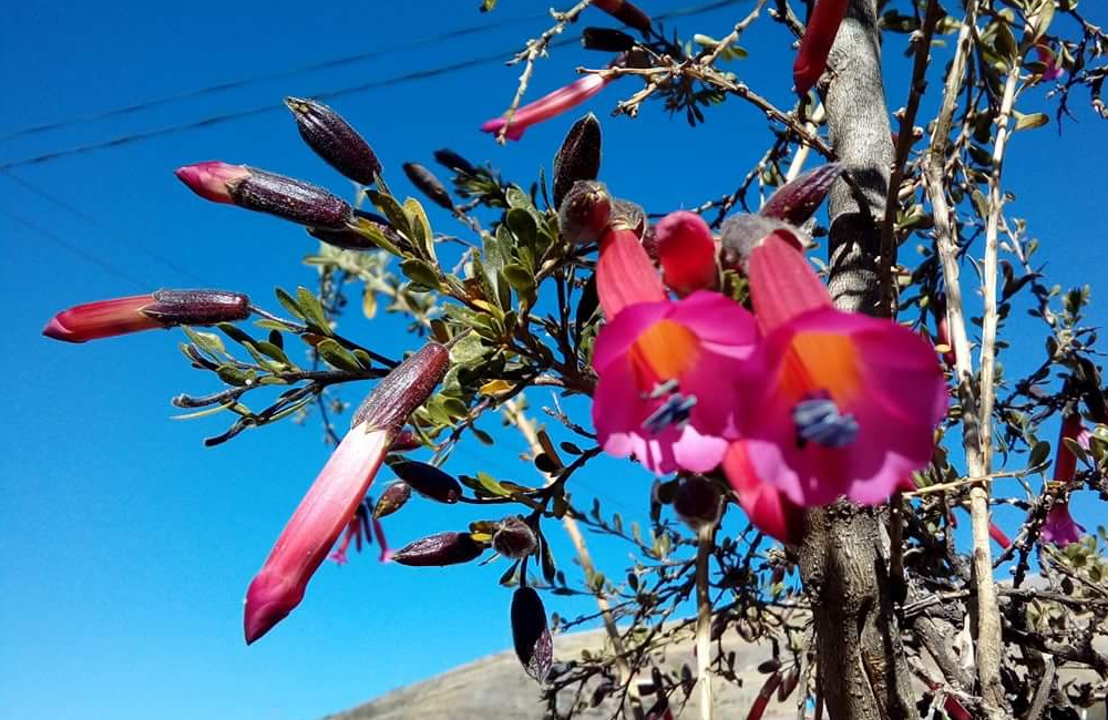 Diferencia entre un Jabón Natural y un Jabón Industrial